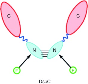 Donor–Donor Energy-Migration Measurements of Dimeric DsbC Labeled at Its N-Terminal Amines with Fluorescent Probes: A Study of Protein Unfolding