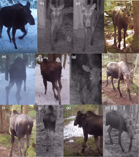 Performance of wild animals with “broken” traits: Movement patterns in nature of moose with leg injuries