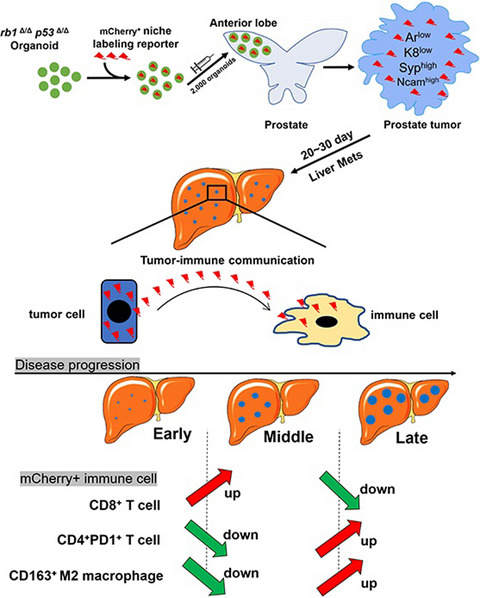 A novel mouse model for liver metastasis of prostate cancer reveals dynamic tumour-immune cell communication