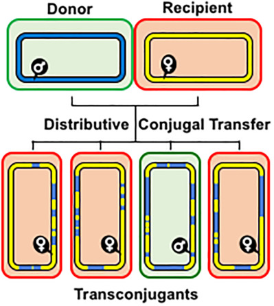 Blending genomes: distributive conjugal transfer in mycobacteria, a sexier form of HGT
