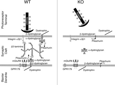 CNS synapses are stabilized trans-synaptically by laminins and laminin-interacting proteins