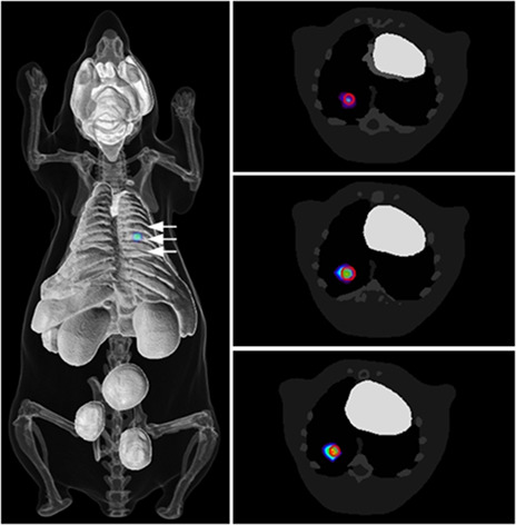 Bayesian sparse-based reconstruction in bioluminescence tomography improves localization accuracy and reduces computational time