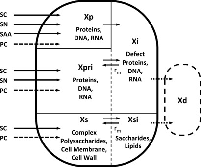 Modeling Suspension Cultures of Microbial and Mammalian Cells with an Adaptable Six-Compartment Model