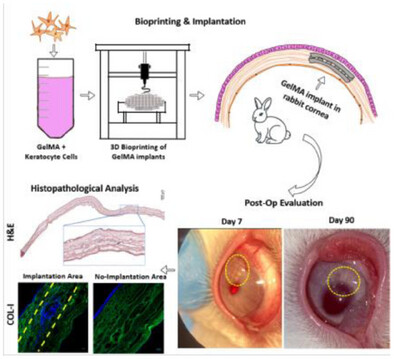 Preclinical Testing of 3D Printed, Cell Loaded Hydrogel Based Corneal Substitutes on Rabbit Model