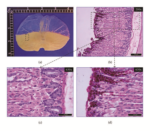 Details are in the caption following the image Details are in the caption following the image