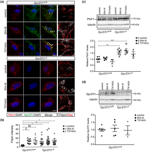 Details are in the caption following the image Details are in the caption following the image