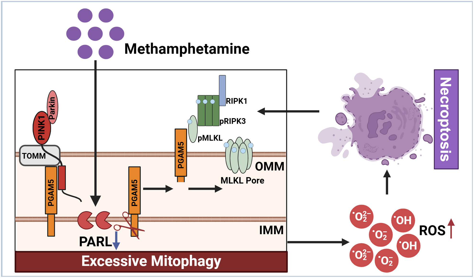 Cleaving PINK1 or PGAM5? Involvement of PARL in Methamphetamine-Induced Excessive Mitophagy and Neuronal Necroptosis