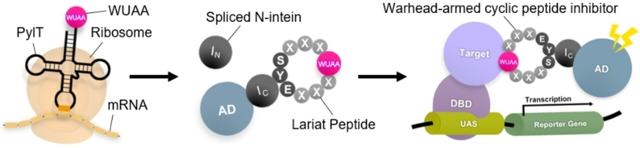 A Versatile Strategy for Screening Custom-Designed Warhead-Armed Cyclic Peptide Inhibitors