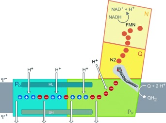 Innenansichten einer gigantischen Protonenpumpe