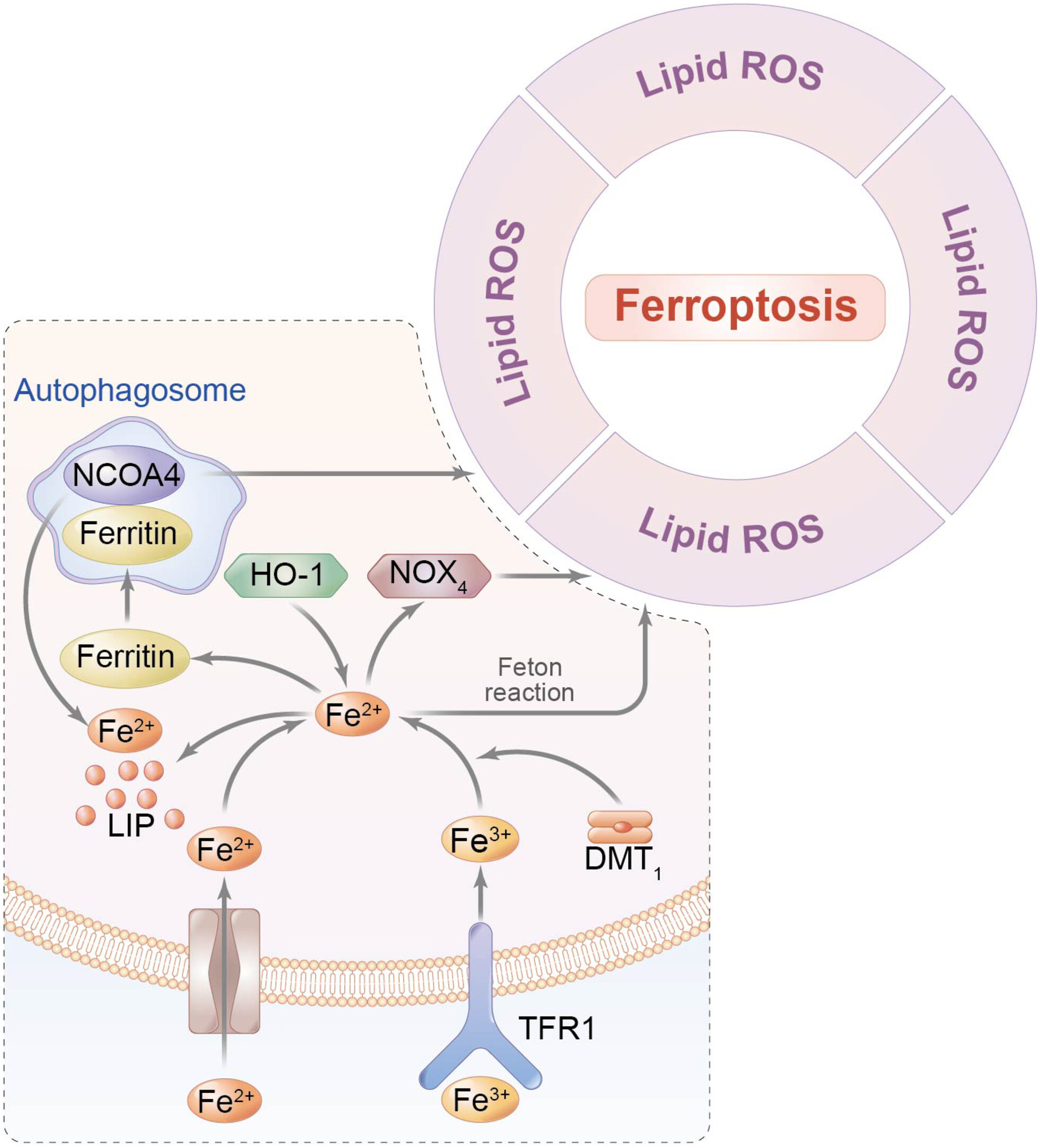 Ferritinophagy: A novel insight into the double-edged sword in ferritinophagy–ferroptosis axis and human diseases