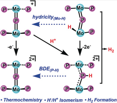 Molecular Mimics of Heterogeneous Metal Phosphides: Thermochemistry, Hydride-Proton Isomerism, and HER Reactivity