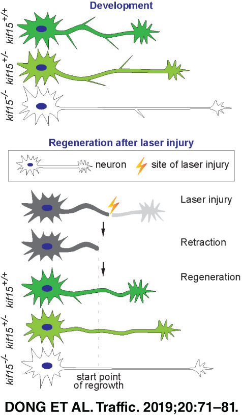 Clustered Regularly Interspaced Short Palindromic Repeats (CRISPR)/Cas9-mediated kif15 mutations accelerate axonal outgrowth during neuronal development and regeneration in zebrafish
