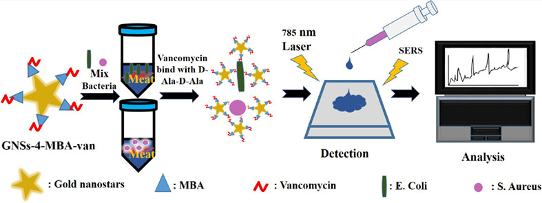 Vancomycin functionalization of gold nanostars for sensitive detection of foodborne pathogens through surface-enhanced Raman scattering