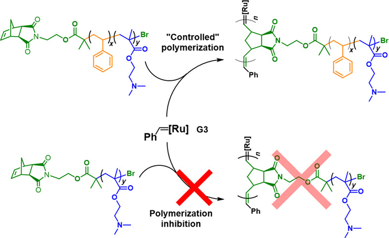 From Polymerization Inhibition to Controlled Ring-Opening Metathesis Polymerization of Macromonomers with Tertiary Amine Groups: The Effect of Spacer Chain†