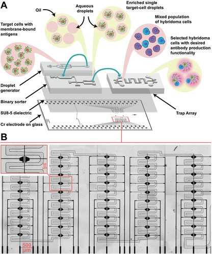 Details are in the caption following the image Details are in the caption following the image