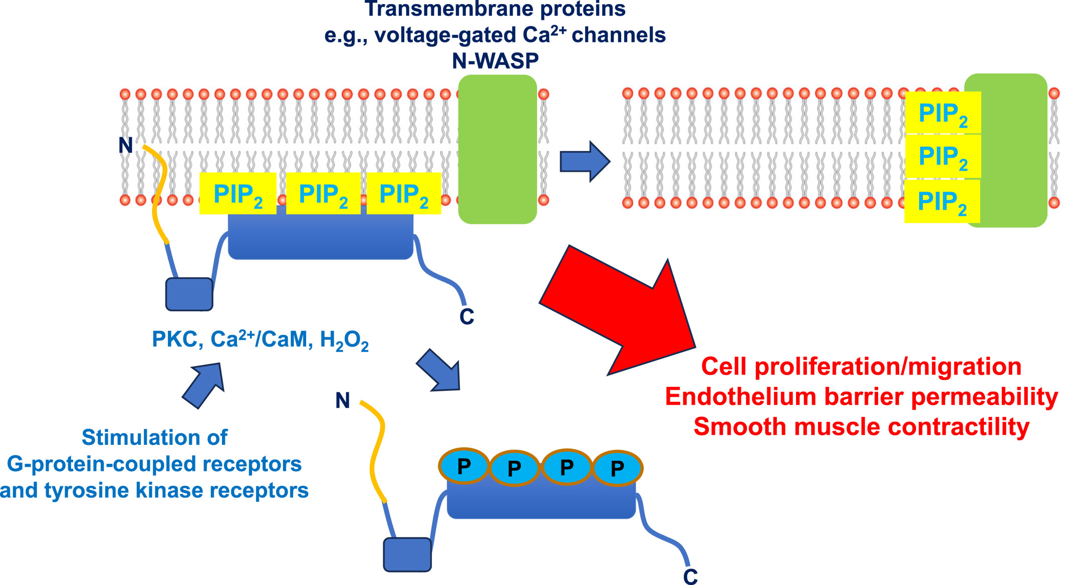 Role for the PIP2-binding protein myristoylated alanine-rich C-kinase substrate in vascular tissue: A novel therapeutic target for cardiovascular disease