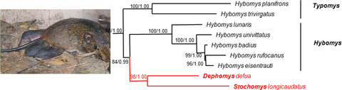 Molecular phylogenetic analyses indicate paraphyly of the genus Hybomys (Rodentia: Muridae): Taxonomic implications