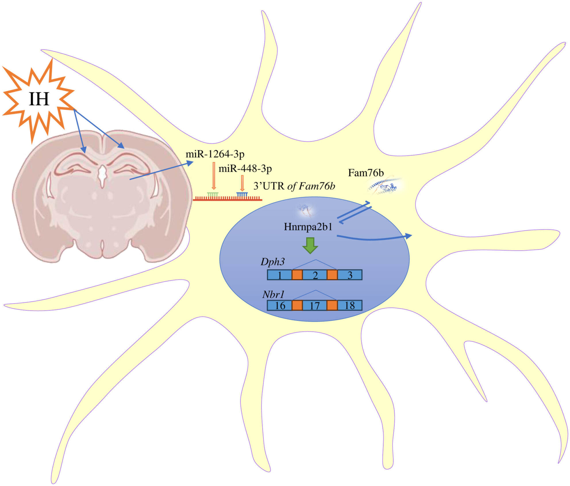 miR-448-3p/miR-1264-3p Participates in Intermittent Hypoxic Response in Hippocampus by Regulating Fam76b/hnRNPA2B1