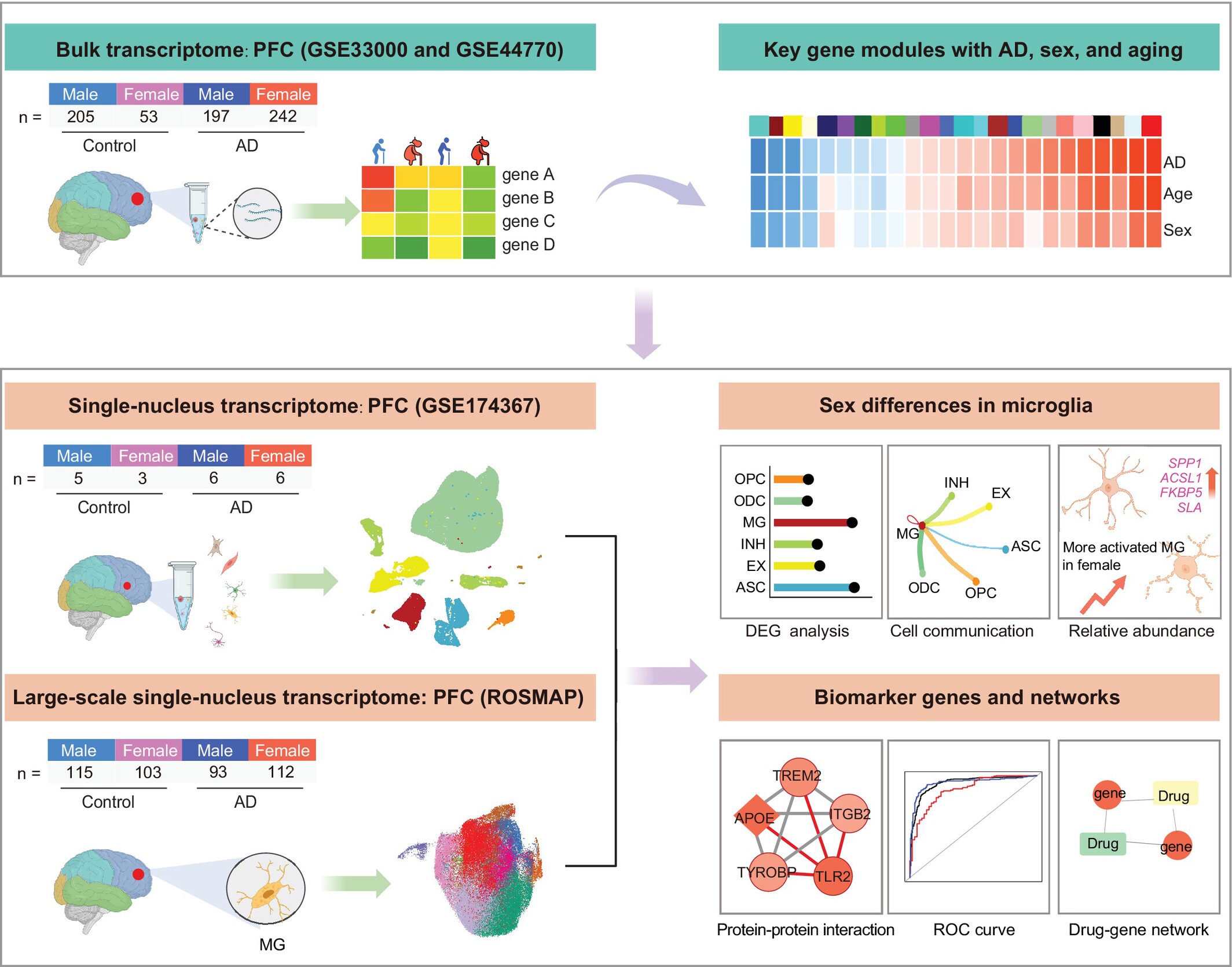 Altered immune response is associated with sex difference in vulnerability to Alzheimer's disease in human prefrontal cortex
