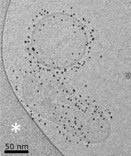 Details are in the caption following the image