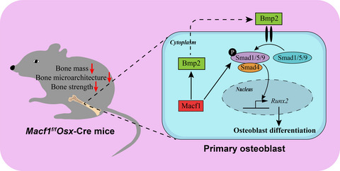 Deficiency of Macf1 in osterix expressing cells decreases bone formation by Bmp2/Smad/Runx2 pathway