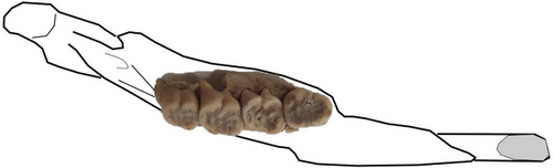 Details are in the caption following the image