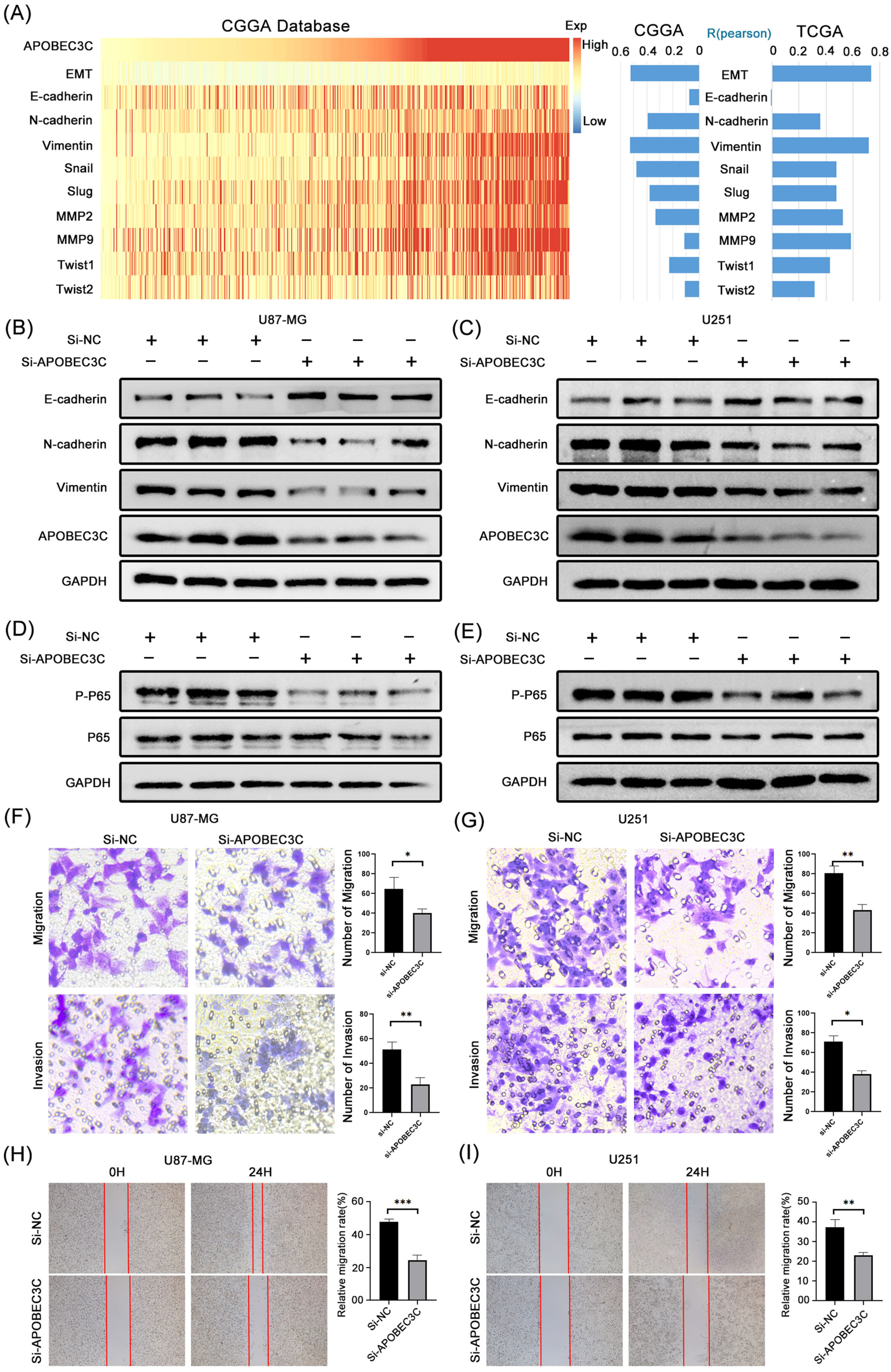 APOBEC3C-Mediated NF-κB Activation Promotes Malignant Progression of Gliomas