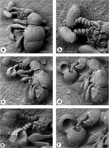 Details are in the caption following the image Details are in the caption following the image