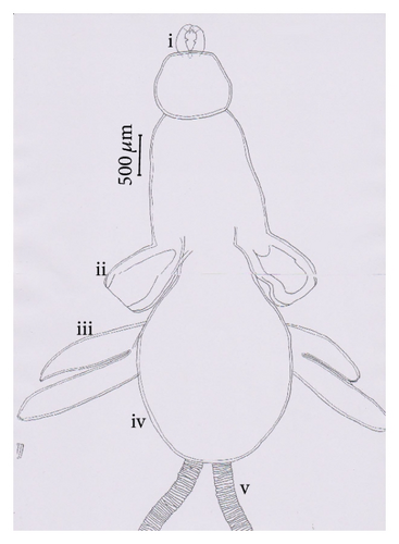 Details are in the caption following the image Details are in the caption following the image