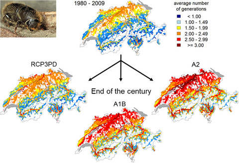 Climate change alters elevational phenology patterns of the European spruce bark beetle (Ips typographus)