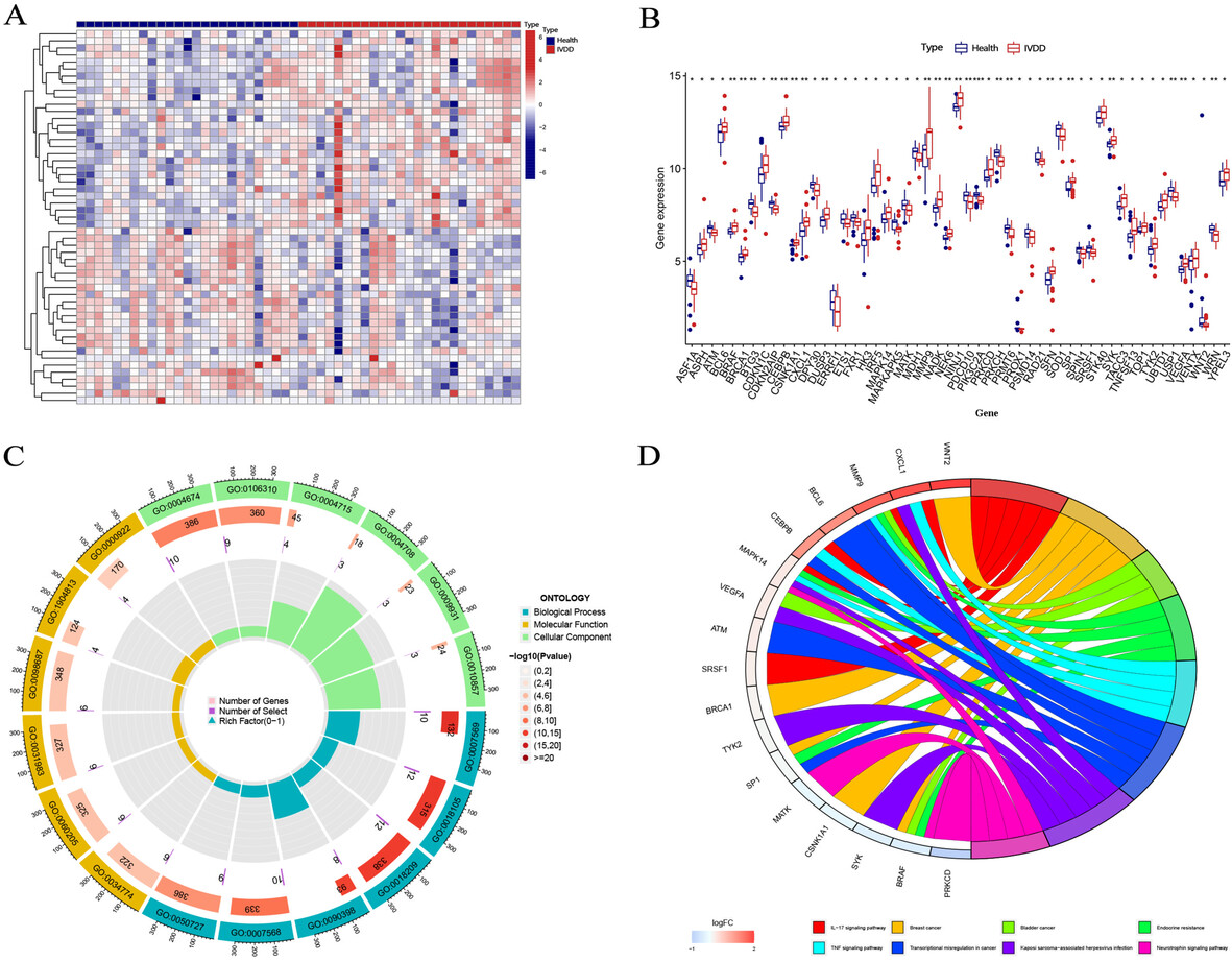 The Significance of Cellular Senescence Hub Genes in the Diagnosis and Subtype Classification of a Comprehensive Database of Gene Expression in Intervertebral Disc Degeneration