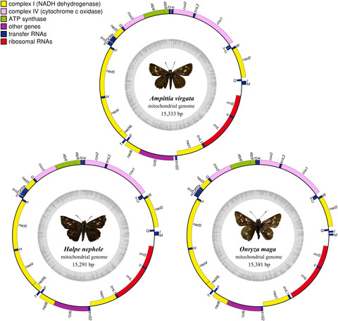 Complete mitochondrial genomes of three skippers in the tribe Aeromachini (Lepidoptera: Hesperiidae: Hesperiinae) and their phylogenetic implications