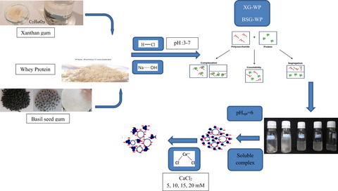 Influence of calcium chloride and pH on soluble complex of whey protein-basil seed gum and xanthan gum