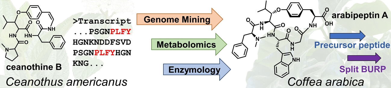 A Widely Distributed Biosynthetic Cassette Is Responsible for Diverse Plant Side Chain Cross-Linked Cyclopeptides**