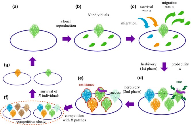 Evolution of sensitivity to warning cues from kin in plants with a structured population