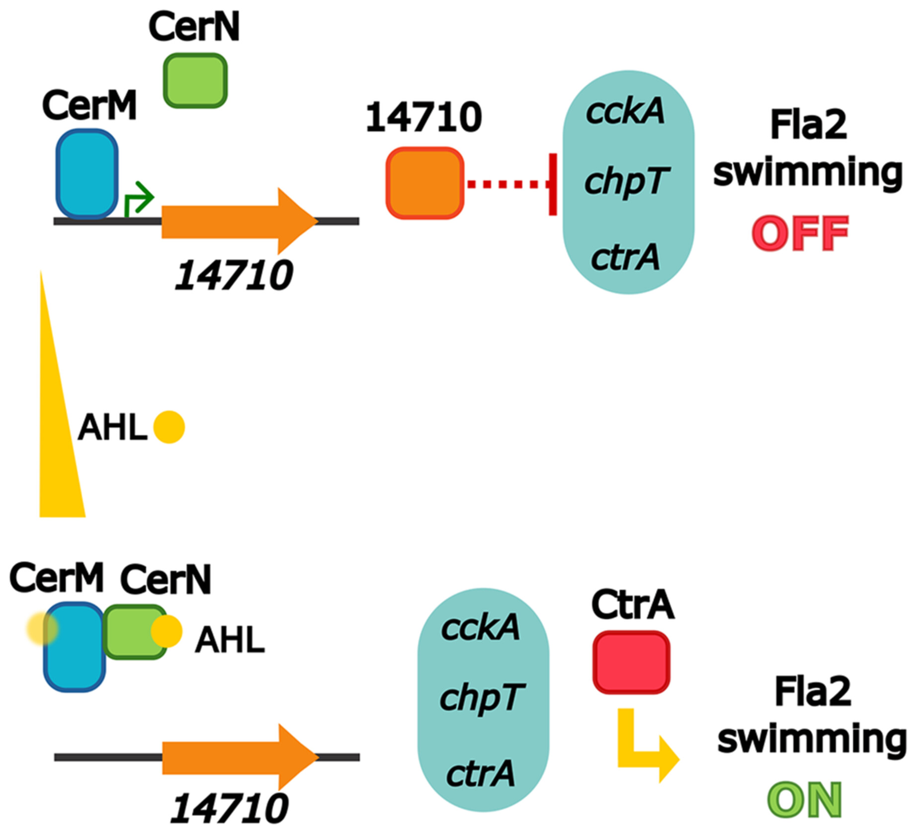 CerM and Its Antagonist CerN Are New Components of the Quorum Sensing System in Cereibacter sphaeroides, Signaling to the CckA/ChpT/CtrA System