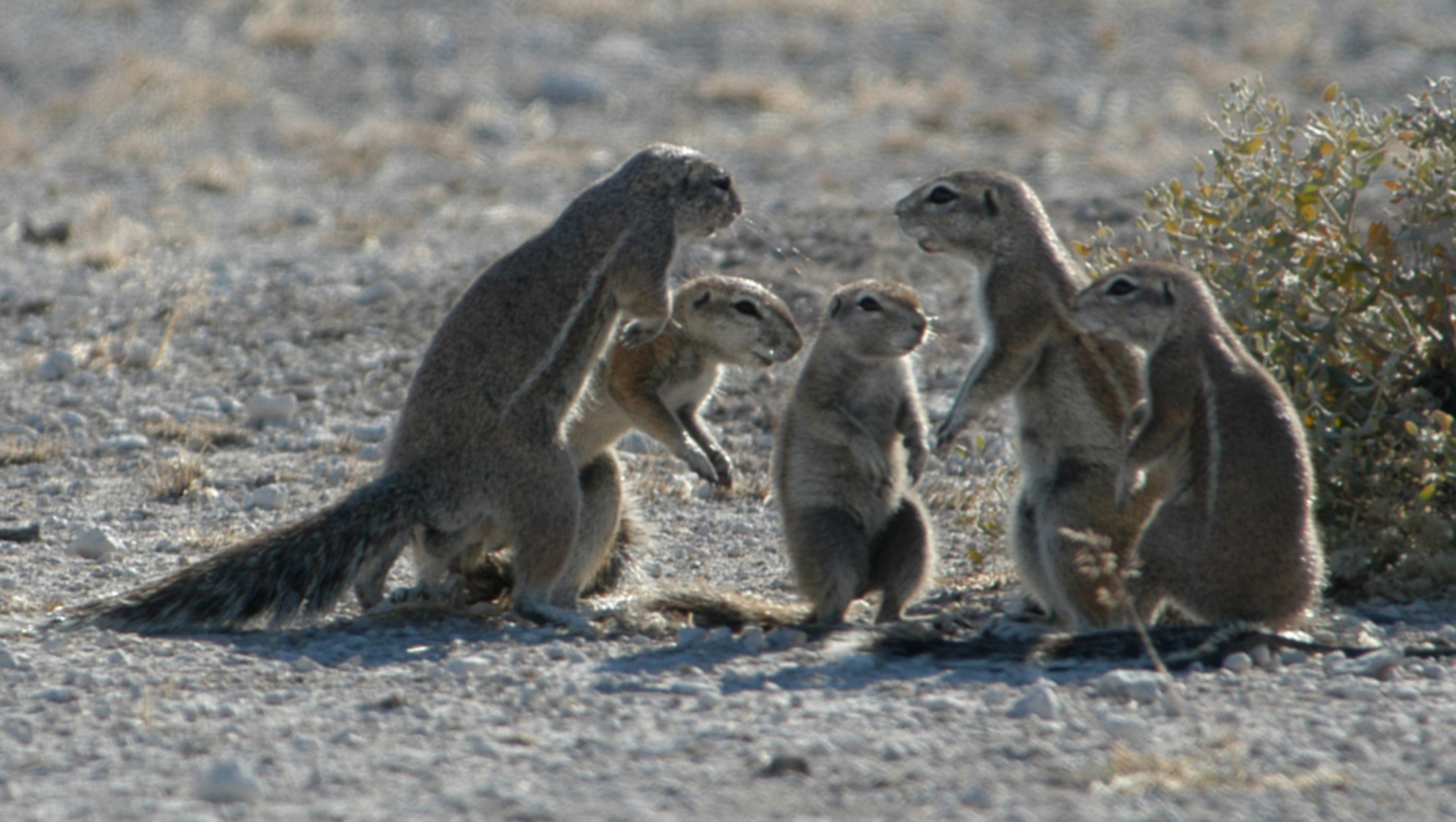 Intraspecific variation in male mating strategies in an African ground squirrel (Xerus inauris)