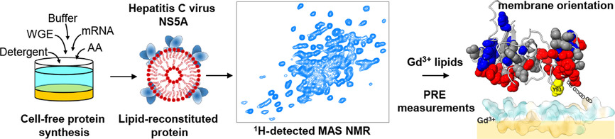 Dimer Organization of Membrane-Associated NS5A of Hepatitis C Virus as Determined by Highly Sensitive 1H-Detected Solid-State NMR