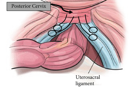 Details are in the caption following the image Details are in the caption following the image