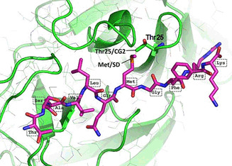 Characterization and Inhibition of the Main Protease of Severe Acute Respiratory Syndrome Coronavirus