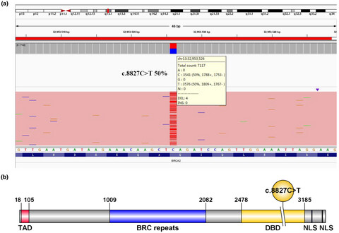 BRCA2 c.8827C>T pathogenic mutation in a consanguineous Chinese family with hereditary breast cancer