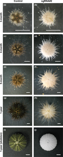 Details are in the caption following the image Details are in the caption following the image