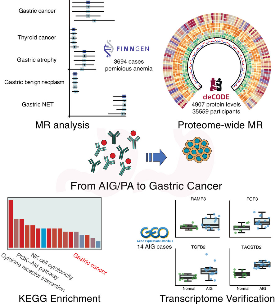 Risk of gastric cancer in autoimmune gastritis and pernicious anaemia: Insights from Mendelian randomization and multi-omics analysis