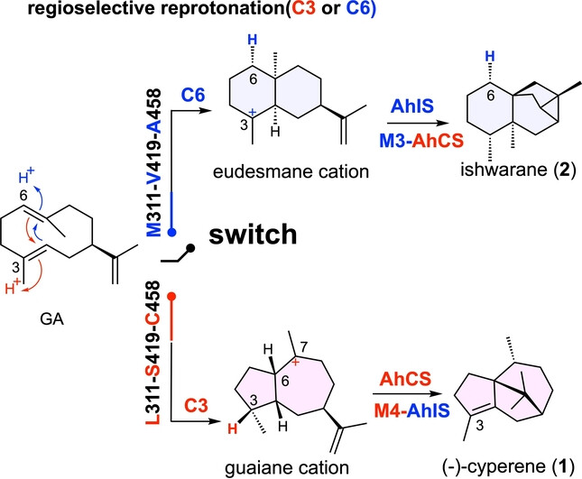 Characterization and Engineering of Two Highly Paralogous Sesquiterpene Synthases Reveal a Regioselective Reprotonation Switch