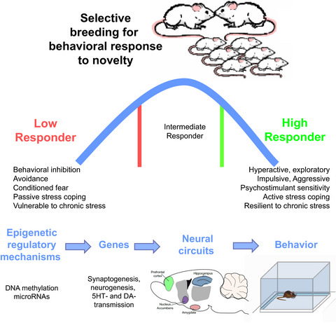Modeling heritability of temperamental differences, stress reactivity, and risk for anxiety and depression: Relevance to research domain criteria (RDoC)