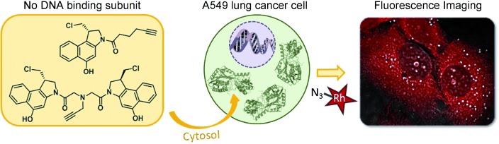 The Two Faces of Potent Antitumor Duocarmycin-Based Drugs: A Structural Dissection Reveals Disparate Motifs for DNA versus Aldehyde Dehydrogenase 1 Affinity