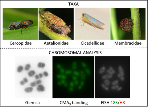 Insights into chromosomal evolution of Cicadomorpha using fluorochrome staining and mapping 18S rRNA and H3 histone genes