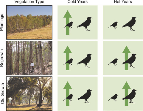 Weather effects on birds of different size are mediated by long-term climate and vegetation type in endangered temperate woodlands