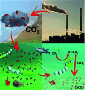 Micromotor-Based Biomimetic Carbon Dioxide Sequestration: Towards Mobile Microscrubbers