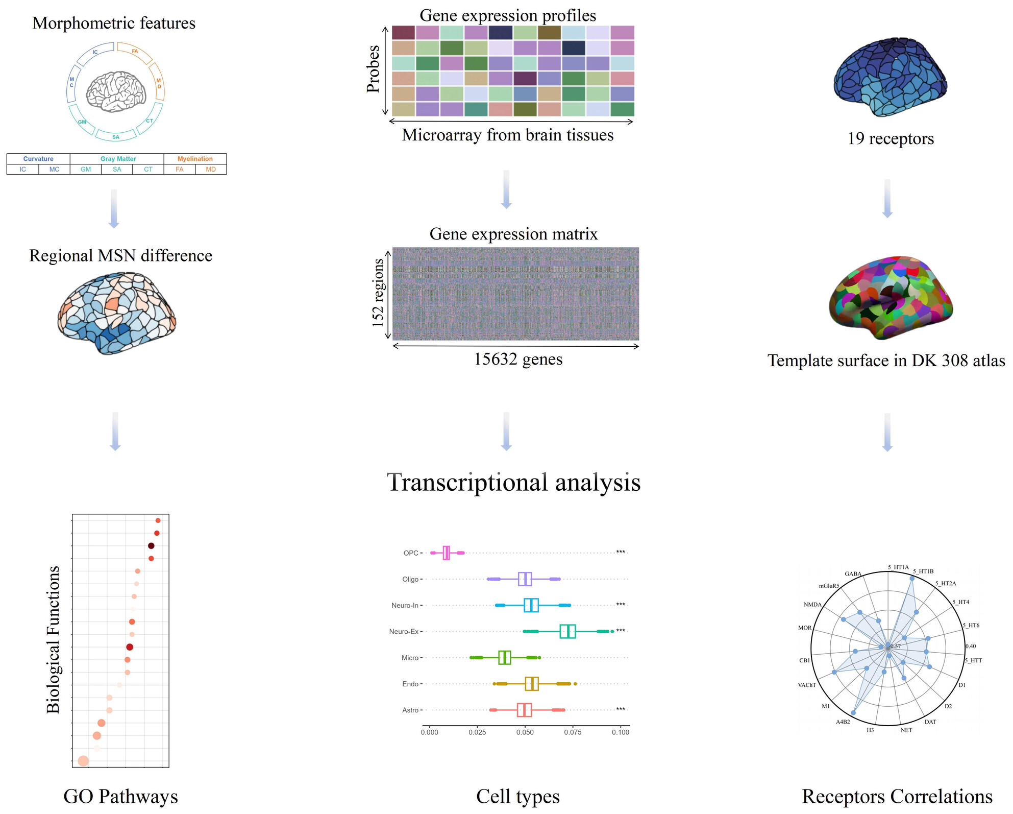 Transcriptional expression patterns of the cortical morphometric similarity network in progressive supranuclear palsy